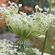 Blütenfoto Daucus carota